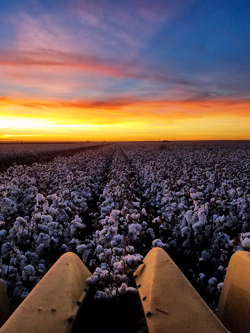 Cotton harvest, agriculture, farm, harvest, johndeere, sunrise, sunset cotton, work, HD phone wallpaper
