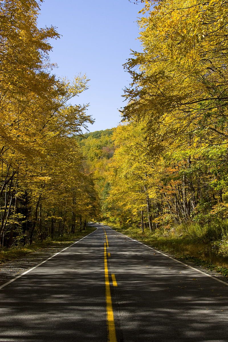 road, trees, autumn, alley, HD phone wallpaper