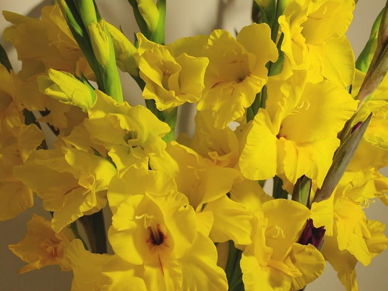 Yellow Gladiolus, yellow, nature, floweers, gladiolus, HD wallpaper