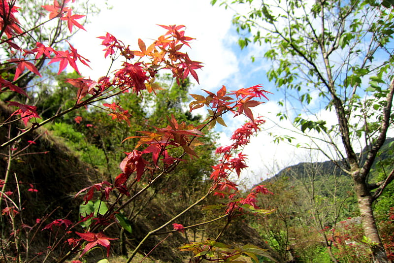 Beautiful Maple Leaves, mountain, tree, bonito, maple leaves, HD wallpaper