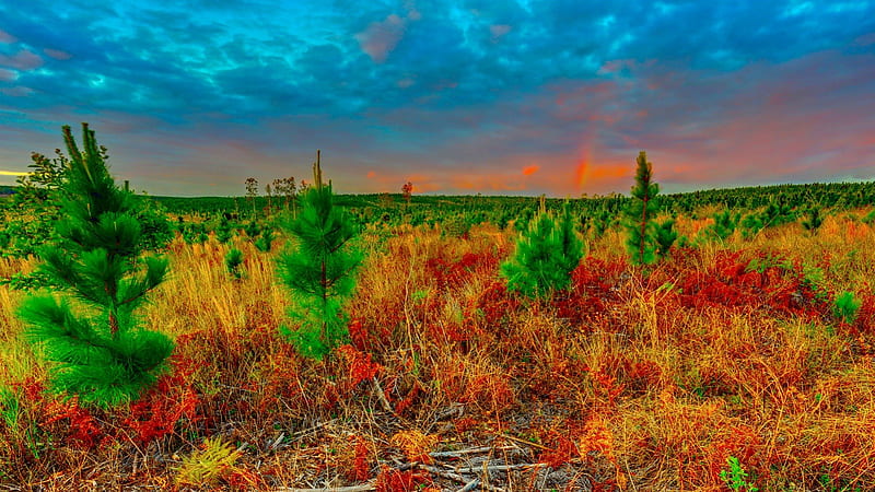 gorgeous fields of pine tree saplings r, autumn, r, trees, sky, field, HD wallpaper