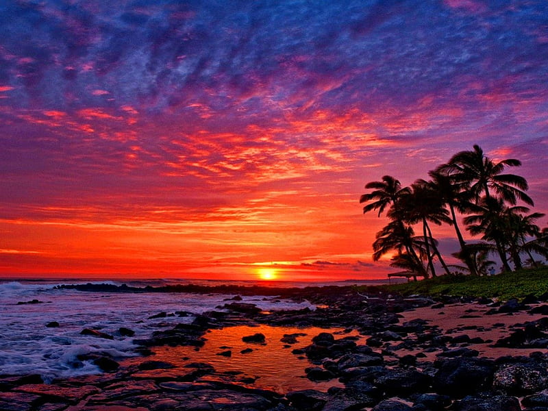 Beautiful sunset colors, red, pretty, shore, sun, bonito, sunset, clouds, sea, palm trees, beach, sundown, nice, reflection, tropics, amazing, exotic, lovely, ocean, wind, waves, sky, palms, water, purple, summer, nature, tropical, HD wallpaper