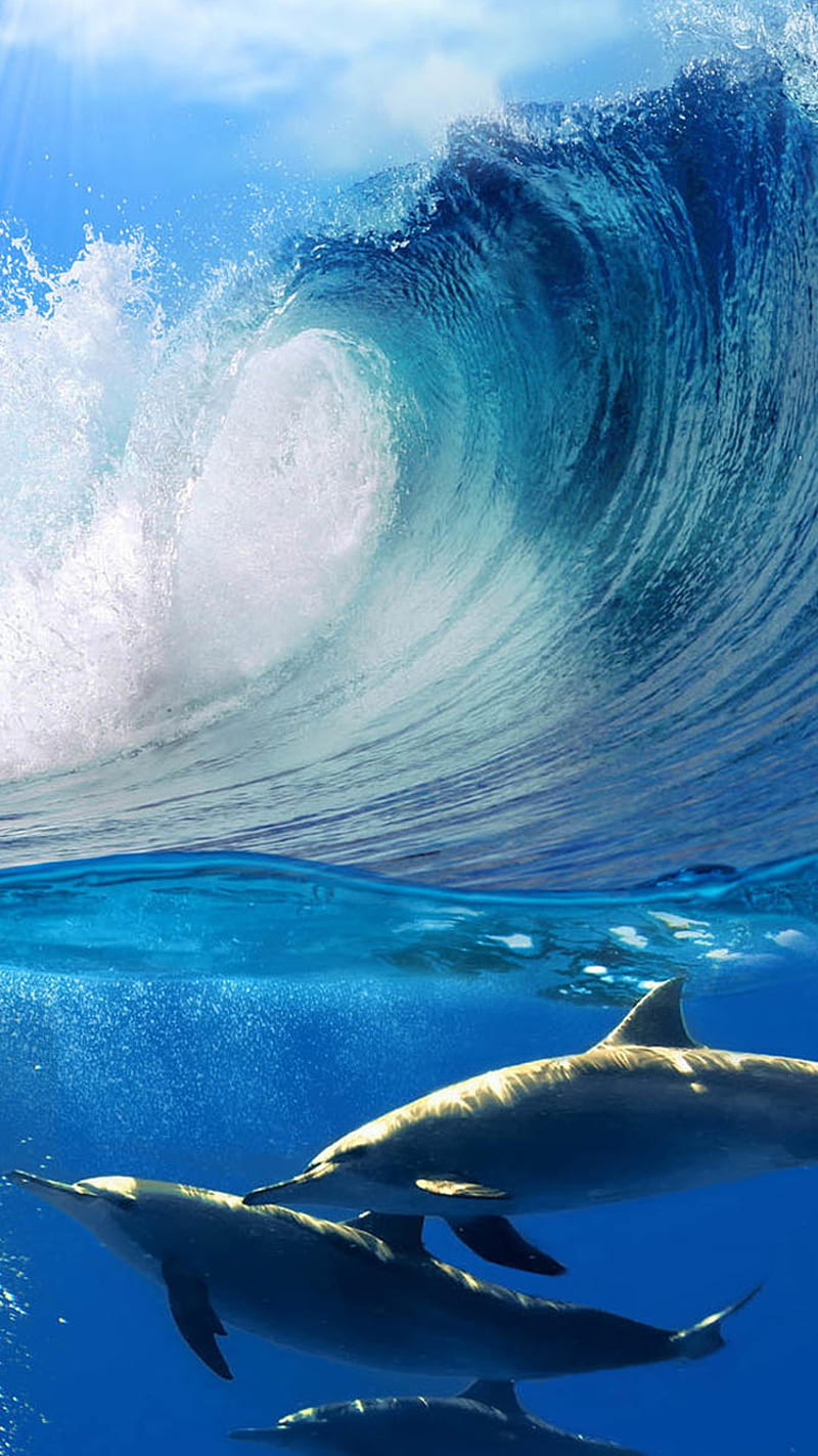 Dolphin, ocean, HD phone wallpaper