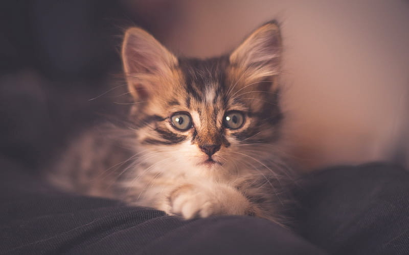 little fluffy kitten, cute animals, kittens, pets, gray eyes, cats, HD wallpaper
