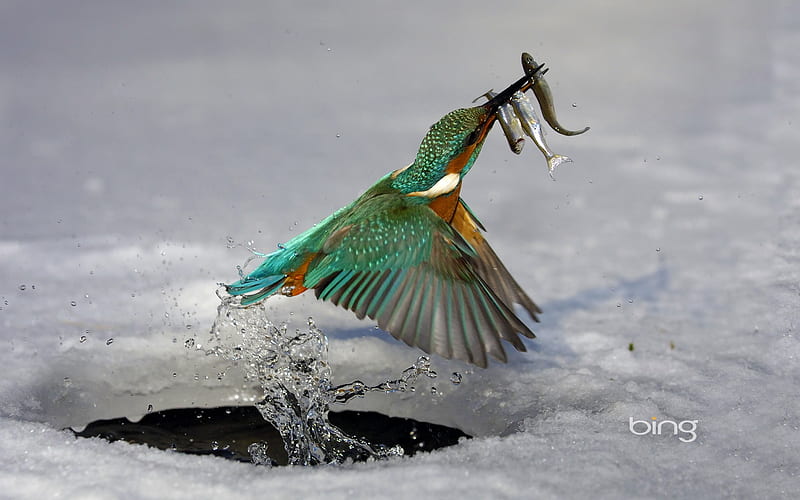 Kingfisher caught fish of the moment-Bing, HD wallpaper