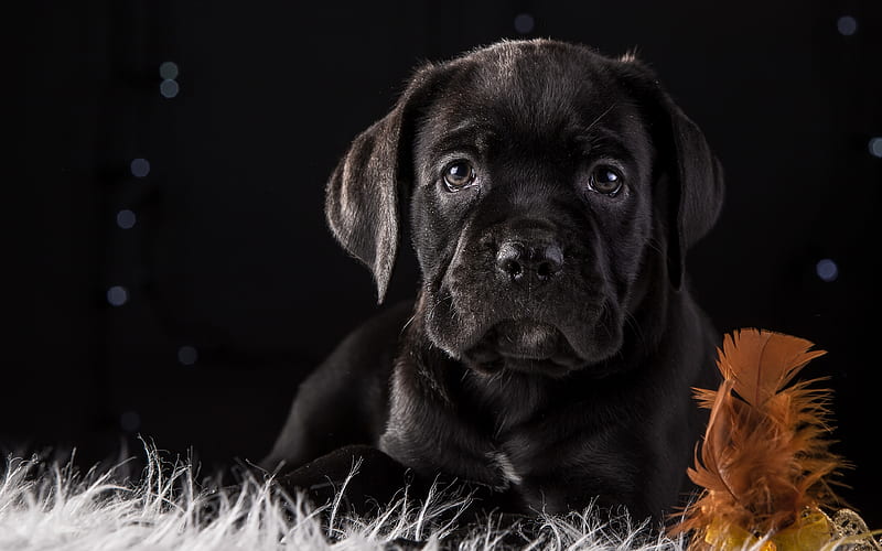 Cane corso small cute black puppy, small black dog, pets, puppies, dogs, HD wallpaper