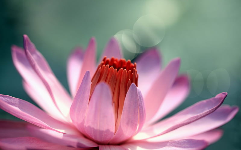 pink water lily-flowers, HD wallpaper