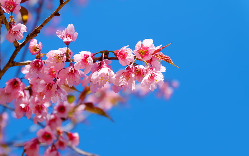 cherry blossom, spring, spring pink flowers, blue clear sky, cherry branches, HD wallpaper