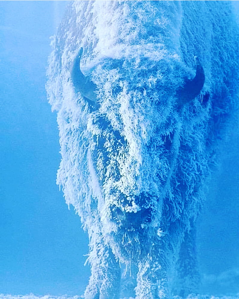American Bison, nature, winter, native american, buffalo, HD phone wallpaper  | Peakpx