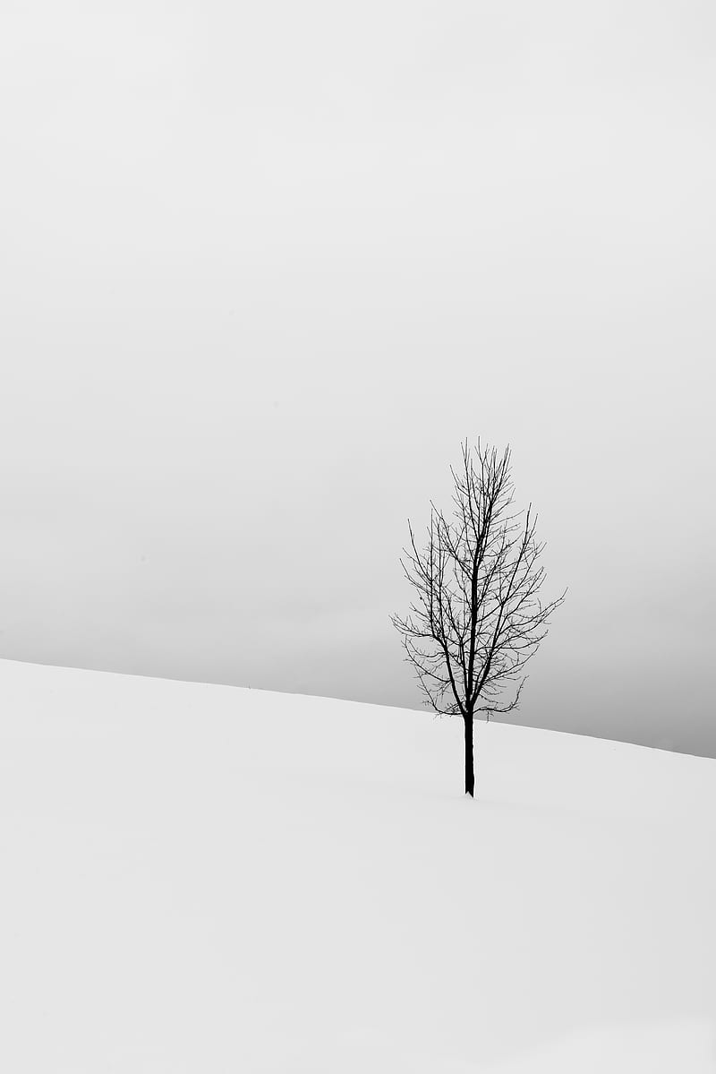 Bare Tree in the Middle Field Covered in Snow, HD phone wallpaper