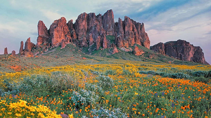 Brittlebush Bloom, mountains, desert, cool, nature, fun, HD wallpaper
