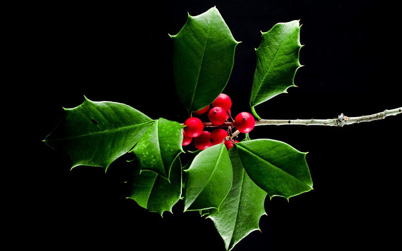 Mistletoe, fruit, red, green, christmas, berry, black, HD wallpaper