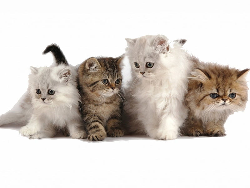 So Sweet Persian Friends, kittens, persian, cats, animals, HD wallpaper