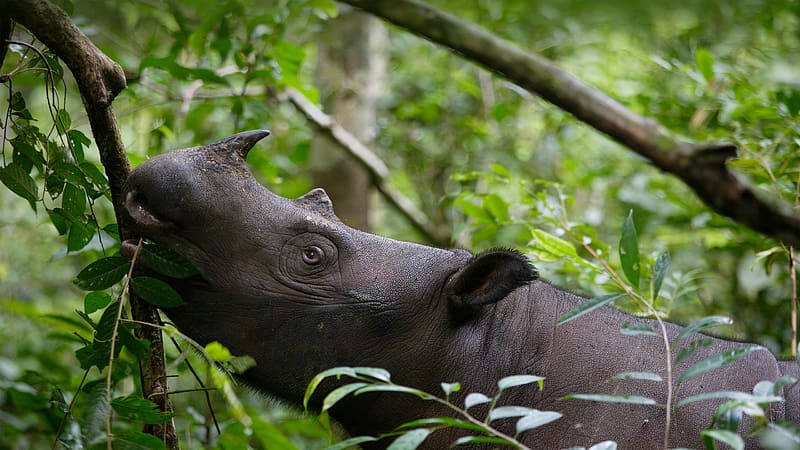 Rhinoceros Sumatran Way Kambas NP, animal, rhino, rhinoceros, graphy, HD wallpaper