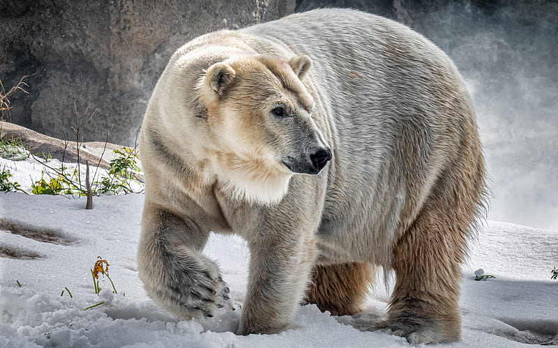 polar bear, winter, snowdrifts, wildlife, bears, Ursus maritimus, HD wallpaper