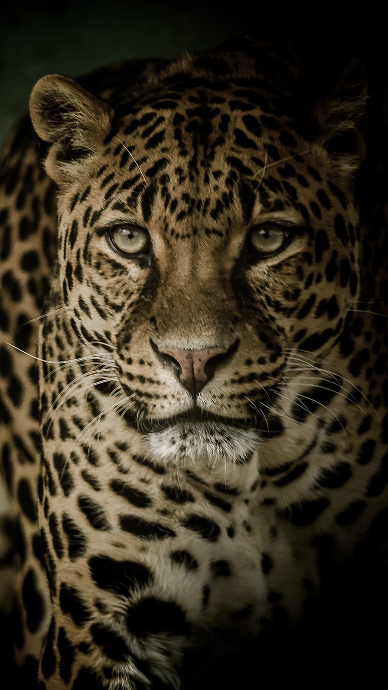 Leopard , city, jaguar, leopard, HD phone wallpaper
