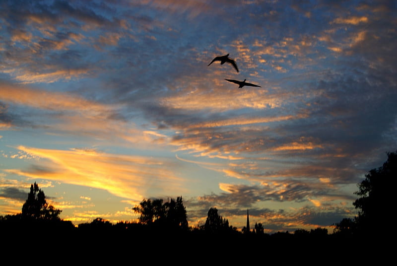 Two Birds At The Sunset, land, sunset, clouds, bird, HD wallpaper