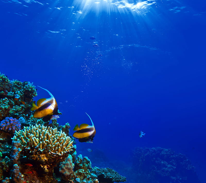 Underwater, coral, fish, ocean, undersea, HD wallpaper