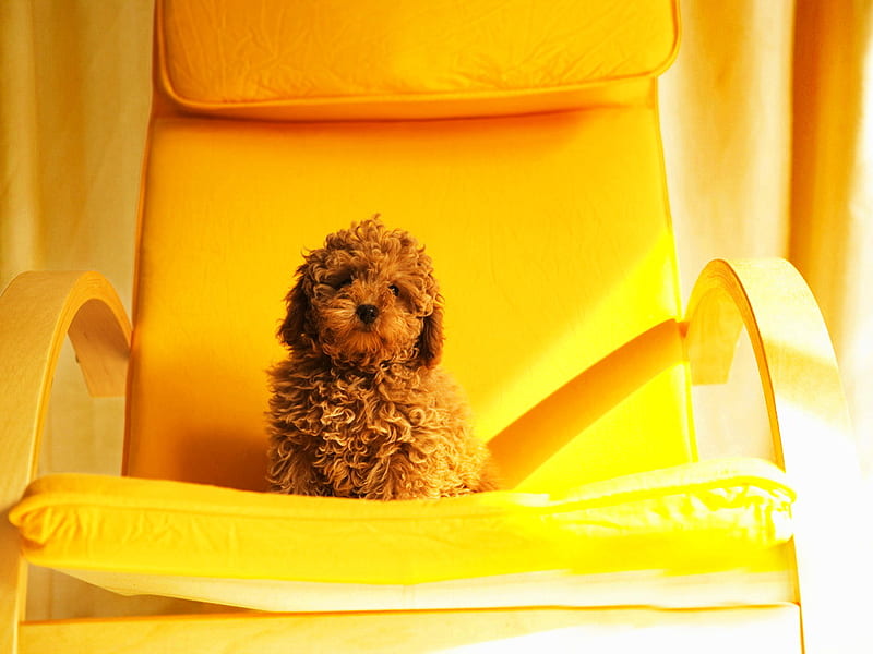 Poodle on the sofa, curly, meek, golden, yellow, adorable, animal, sweet, cute, couch, sofa, dog, HD wallpaper