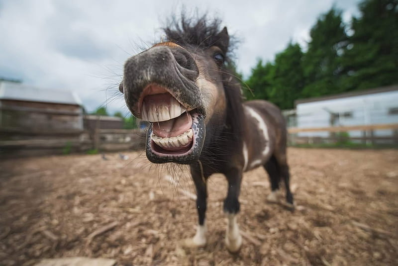 LOL, pony, face, smile, funny, horse, animal, shetland, HD wallpaper