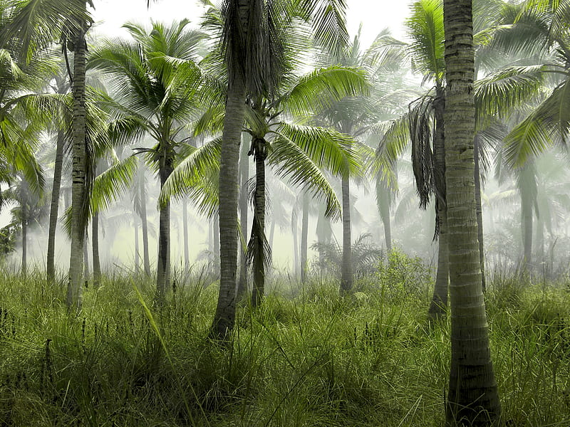 coconut trees in forest covered with mist at daytime, HD wallpaper