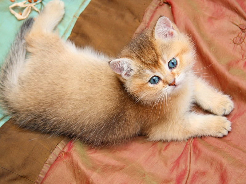 Resting kitten, rest, look, blue eyed, fluffy, lying, kitty, resting, adorable, cat, bed, animal, sweet, cute, room, kitten, looking, HD wallpaper