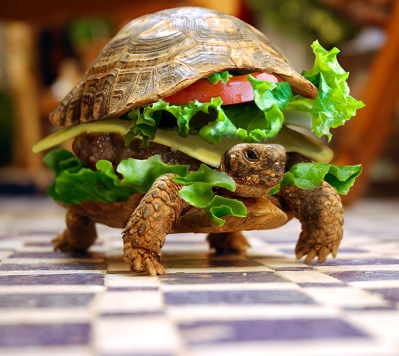 Funny Turtle, abstract, burger turtle, HD wallpaper