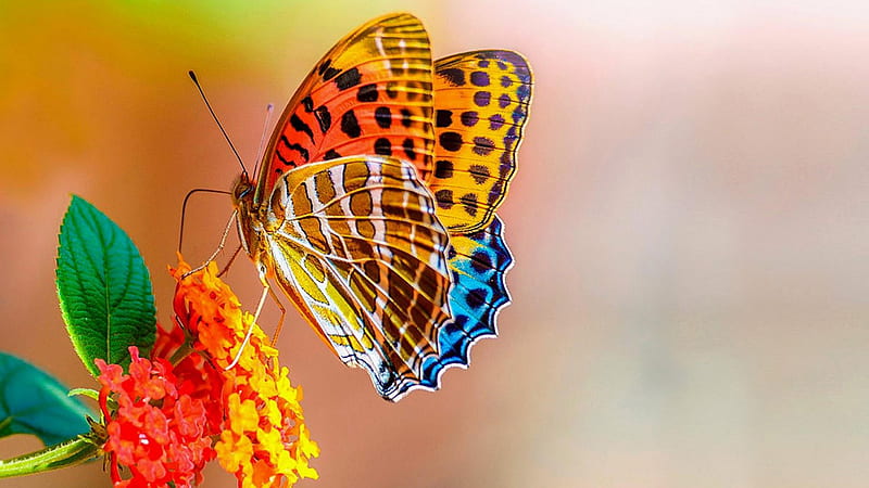 Yellow Blue Red Black Dotted Butterfly On Red Yellow Flowers Butterfly, HD wallpaper