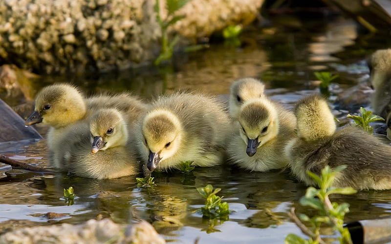 Cute Little Goslings Drinking Water, cute, water, birds, nature, animals,  goslings, HD wallpaper | Peakpx