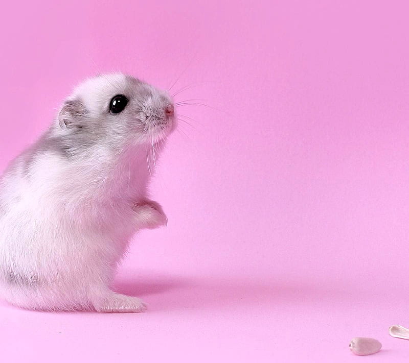 hamster, HD wallpaper