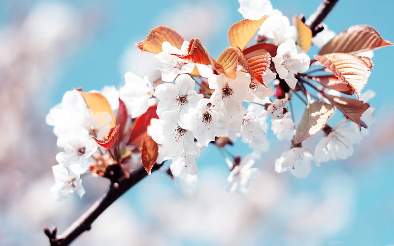 Beautiful Japanese cherry blossom season 02, HD wallpaper
