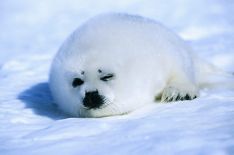 Harp Seal in the Arctic, ice, nature, seals, HD wallpaper