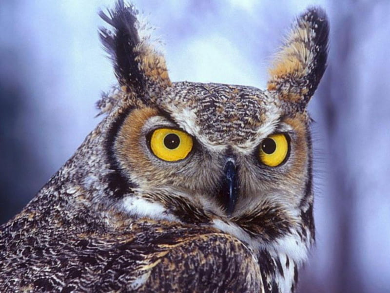 Eurasian Eagle Owl, owl, large bird, HD wallpaper