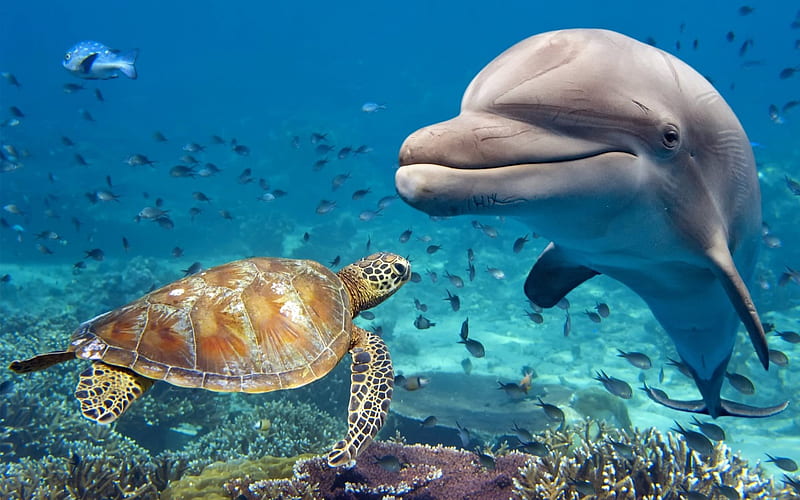 Dolphin, turtle, ocean, underwater world, corals, HD wallpaper