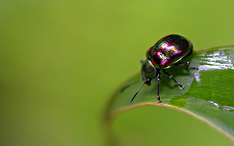 beetle, bug, insect, leaf, HD wallpaper