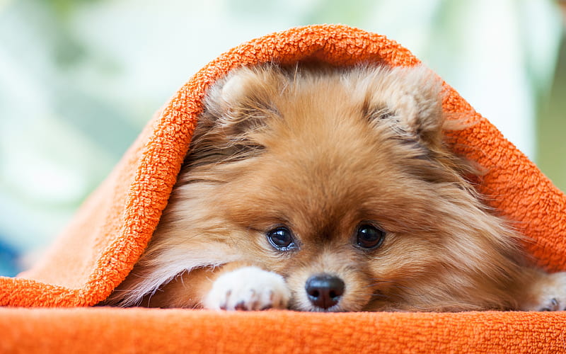 Pomeranian Spitz, Puppy, little fluffy dog, Friendly Dogs, HD wallpaper