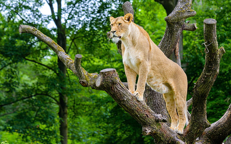 African Lioness, african, cat, lion, lioness, animal, HD wallpaper