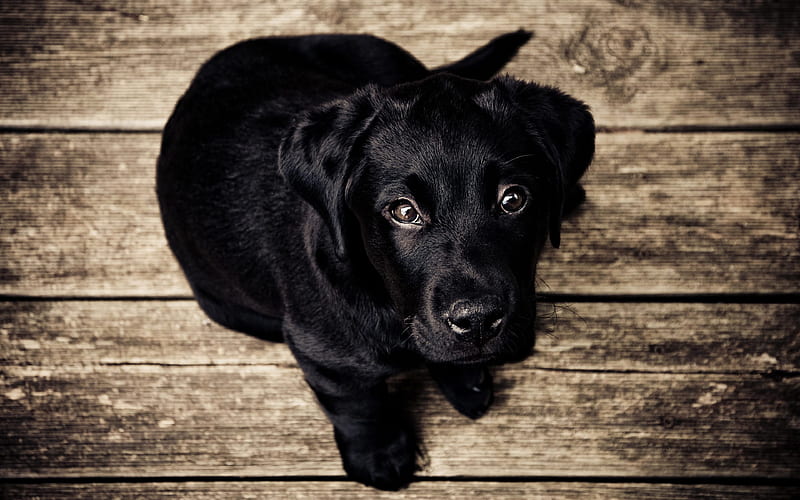 black labrador, puppy, retriever, dogs, black lab, cute animals, labrador, HD wallpaper