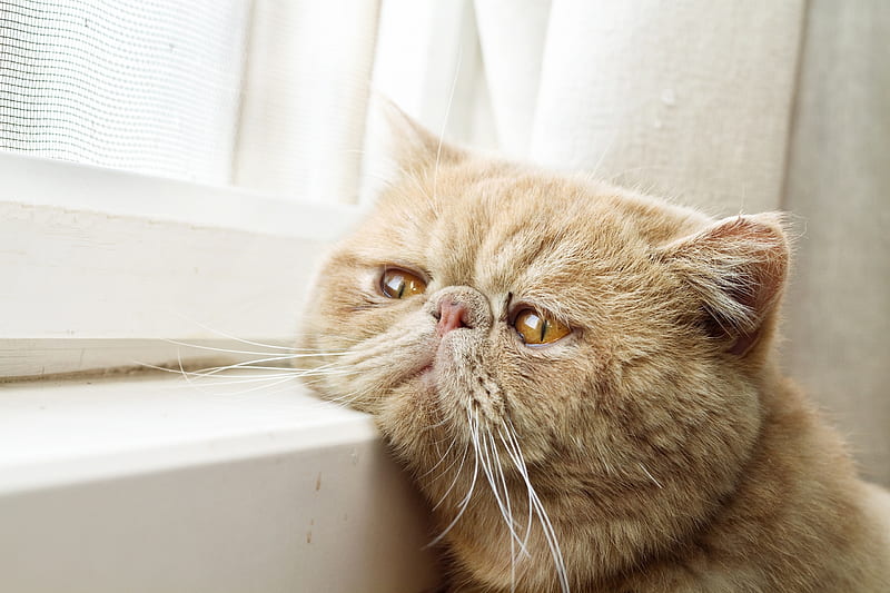 1920x1080px, 1080P free download | Lazy cat, window, lazy, face, eyes