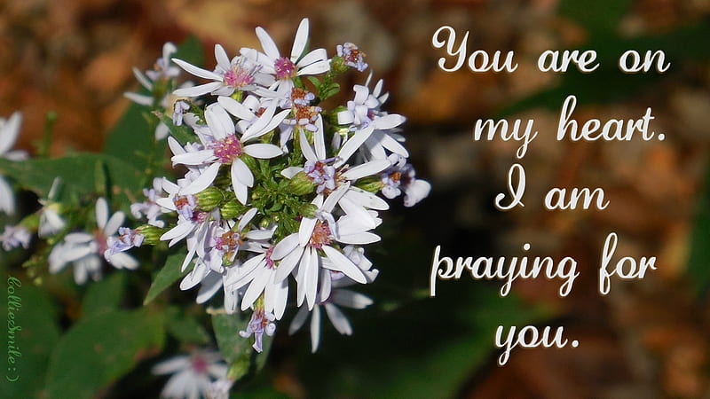You Are On My Heart & I am Praying...(2), Christian, praying, concern, bloom, co11ie, prayer, b1ooms, love, praying4u, flower, flowers, prayers, care, sa1vation, HD wallpaper