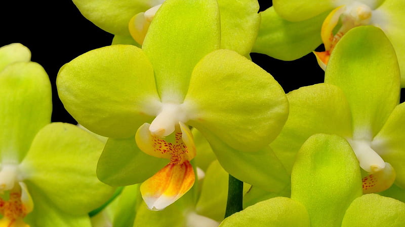 Orchid Yellow Flower Closeup Twig Black Background Flowers, HD wallpaper