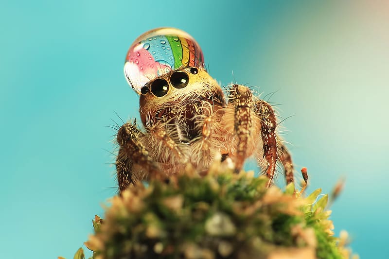 Spiders, Animal, Spider, Jumping Spider, HD wallpaper