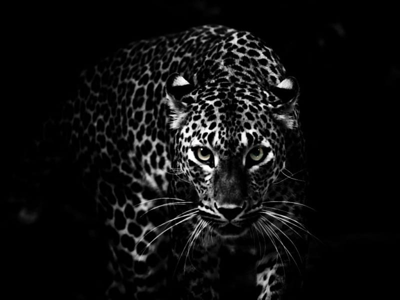 Jaguar, black, white, animal, HD wallpaper