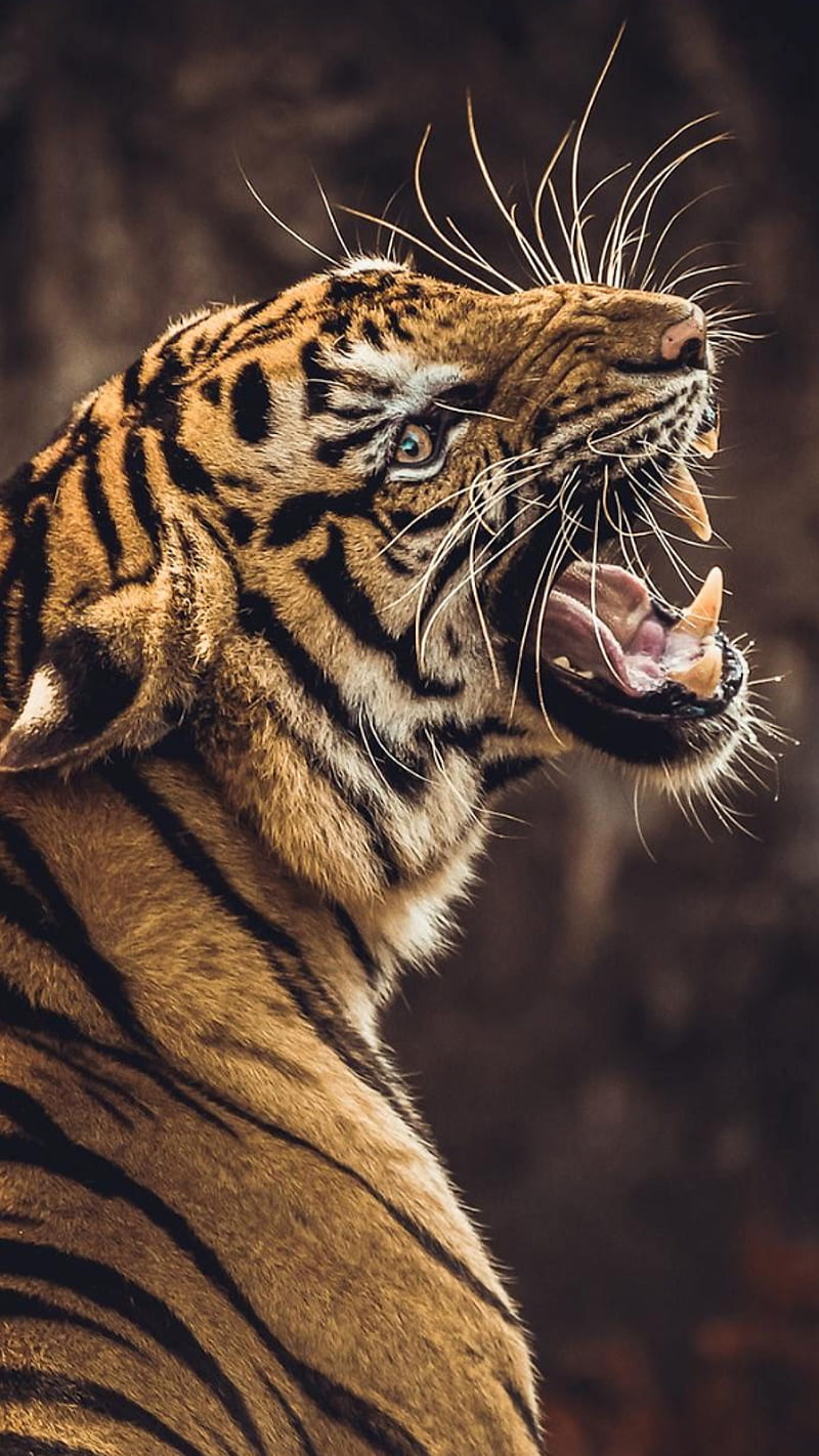 Tiger roar, animal, big, cats, teeth, wild, HD phone wallpaper