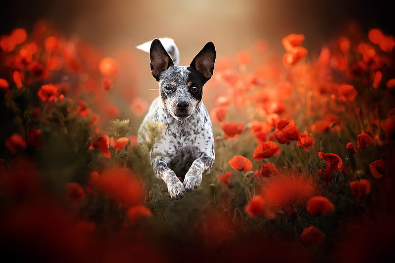 Dogs, Dog, Pet, Poppy, Red Flower, Summer, HD wallpaper