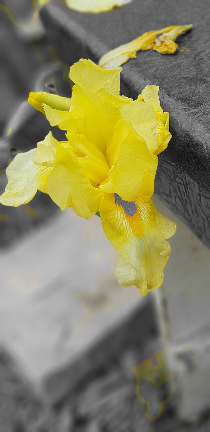 Iris, flower, yellow, HD phone wallpaper