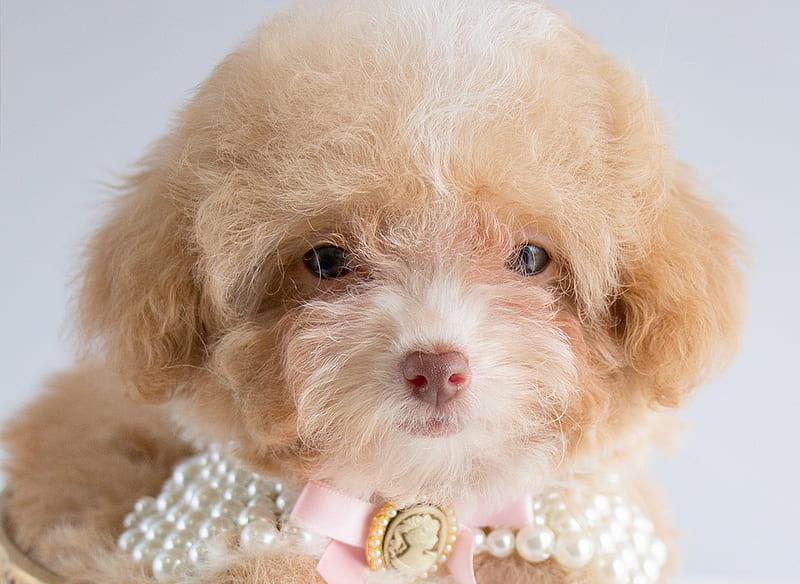 :), apricot toy poodle, dog, puppy, cute, mini, teacup puppy, caine, HD wallpaper