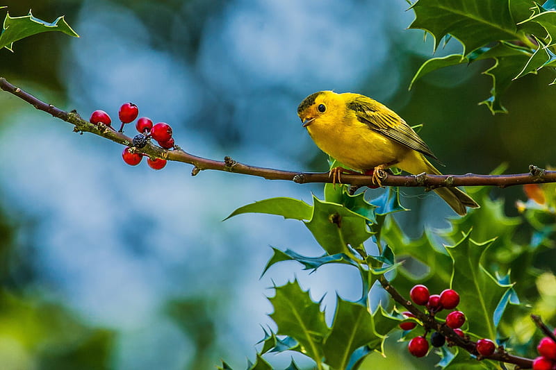 Twig and berries, pretty, warbler, bonito, adorable, branch, small, animal, sweet, nice, rest, lovely, greenery, spring, cute, tree, bird, berries, twig, summer, HD wallpaper