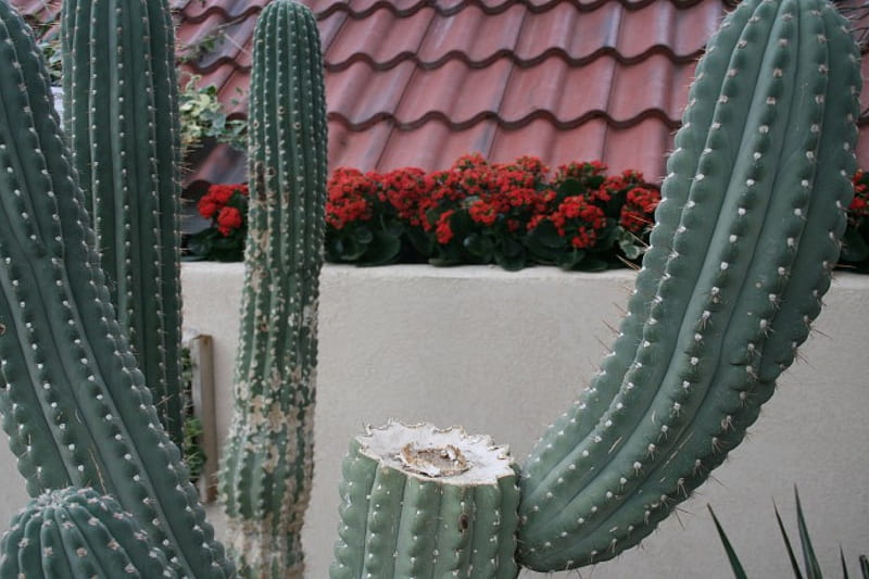 Cactus gigante en el jardín, rojo, graphy, flowerds, verde, cactus, jardín,  flores, Fondo de pantalla HD | Peakpx