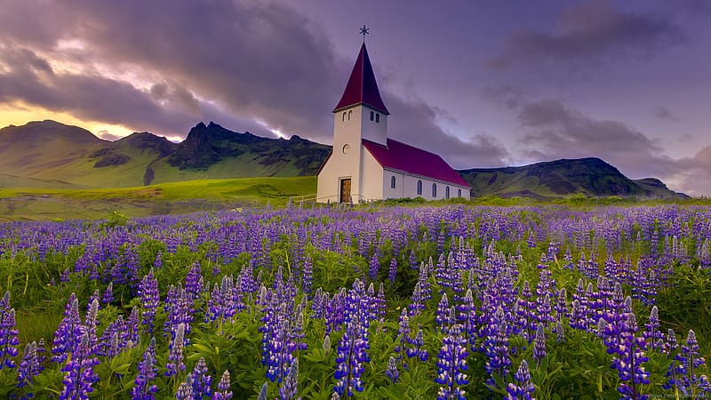 Flower, Church, Lupine, Churches, Purple Flower, Religious, HD wallpaper